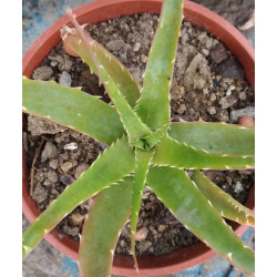 Aloe arborescens