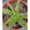 Aloe arborescens