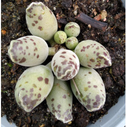 Adromischus cooperi Festivus