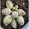 Adromischus cooperi Festivus
