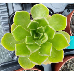 Aeonium Goblin