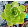 Aeonium Goblin