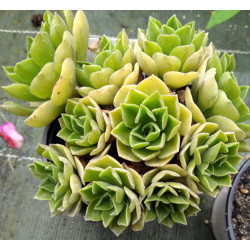 Aeonium Goblin