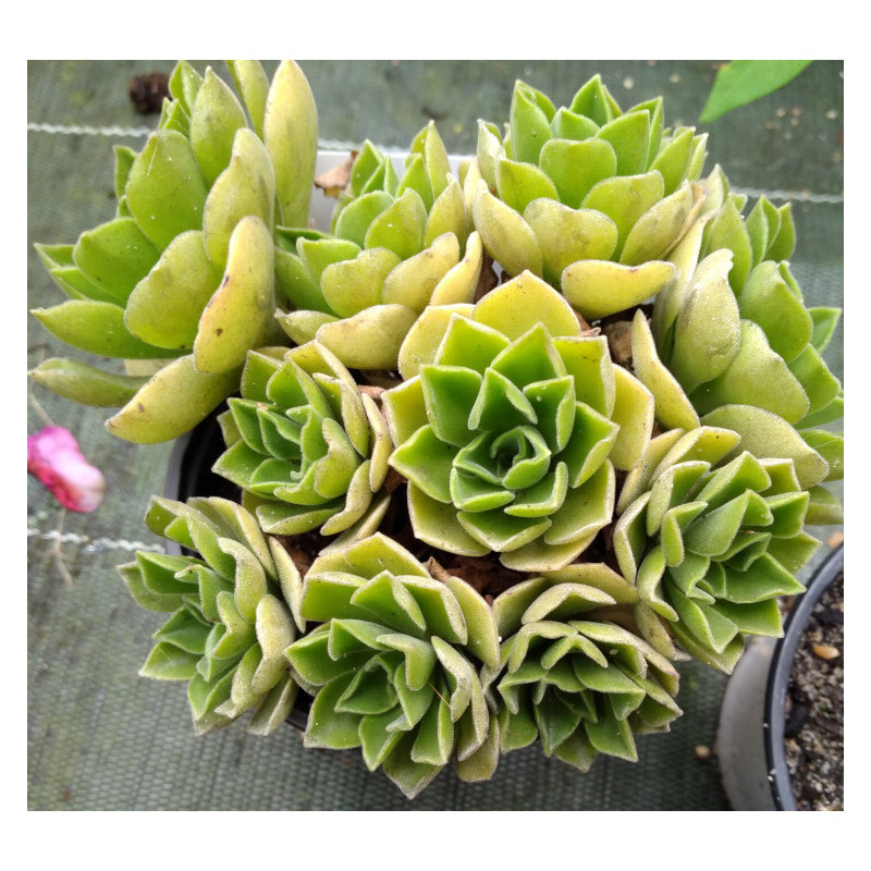 Aeonium Goblin Aeonium Goblin