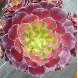 Aeonium Huana