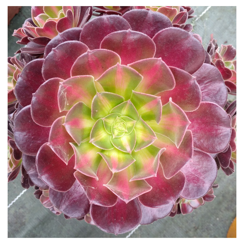 Aeonium Huana Aeonium Huana