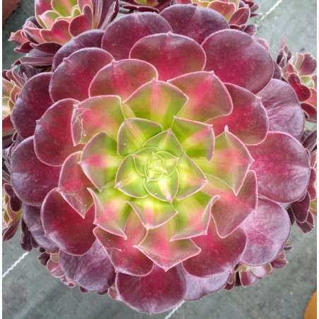 Aeonium Huana