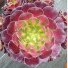 Aeonium Huana