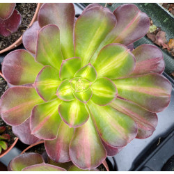 Aeonium Huana