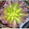 Aeonium Huana