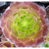 Aeonium Huana