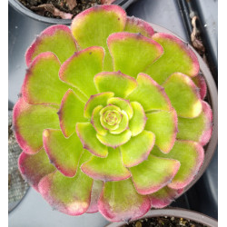 Aeonium Mardi gras
