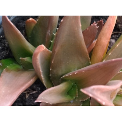 Aloe Black Gem
