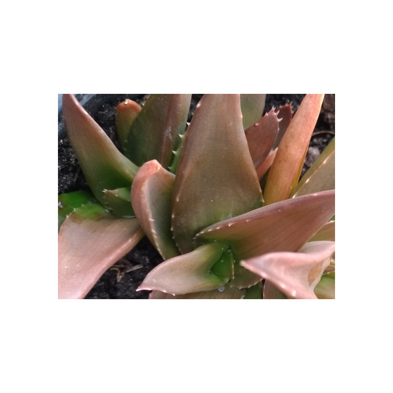 Aloe Black Gem Aloe Black Gem