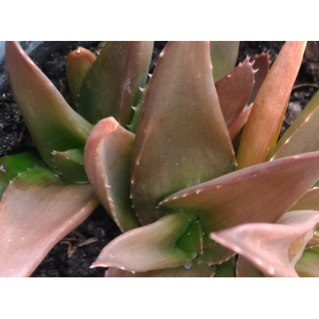Aloe Black Gem