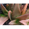 Aloe Black Gem