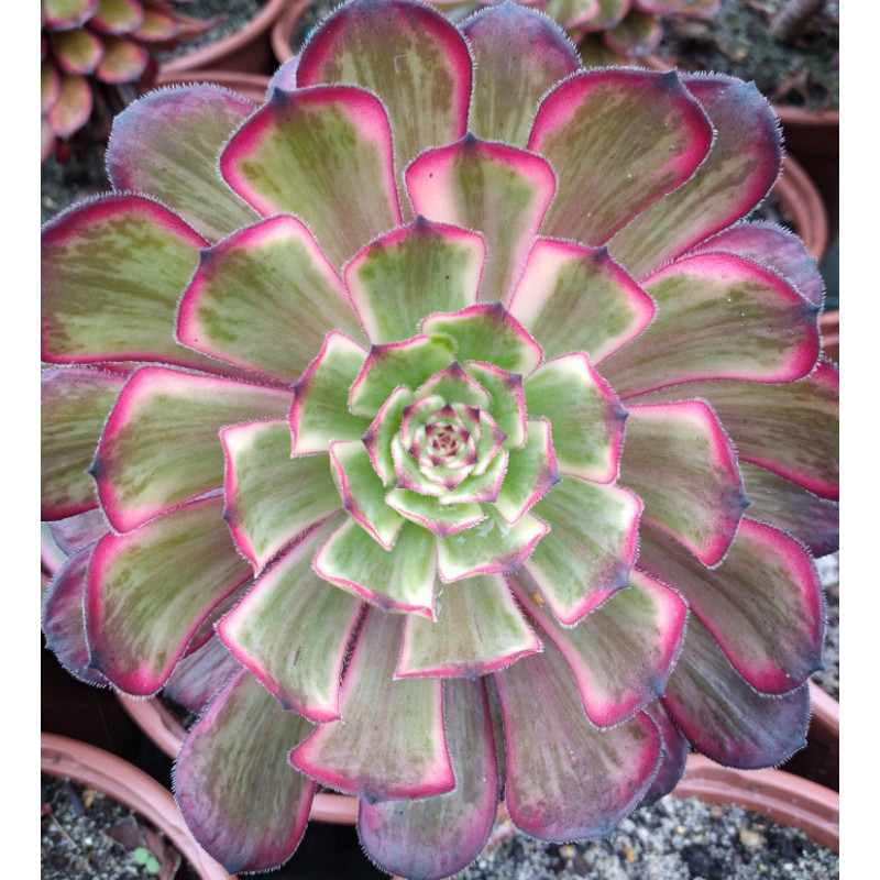 Aeonium Mardi gras Aeonium Mardi gras