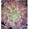 Aeonium Mardi gras