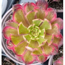 Aeonium Mardi gras