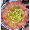 Aeonium Mardi gras