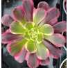 Aeonium Médusa