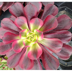 Aeonium Médusa