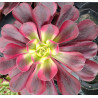 Aeonium Médusa