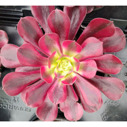 Aeonium Médusa