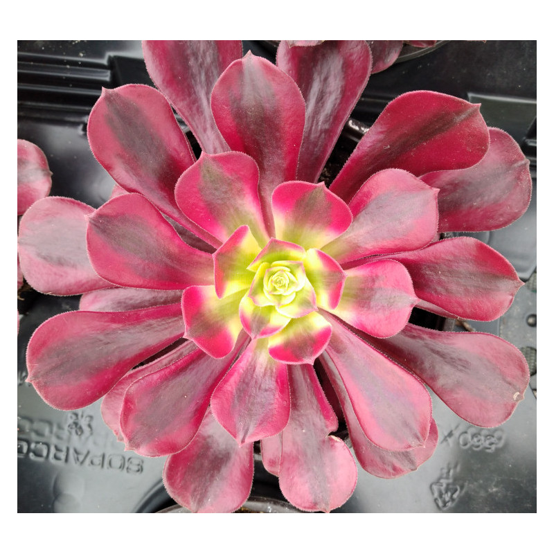 Aeonium Médusa Aeonium Médusa