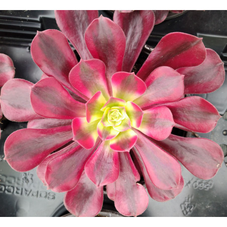 Aeonium Médusa
