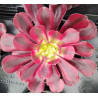 Aeonium Médusa