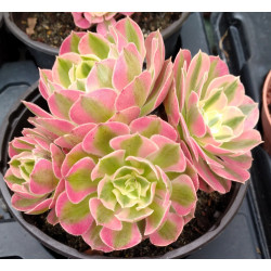 Aeonium Pink witch