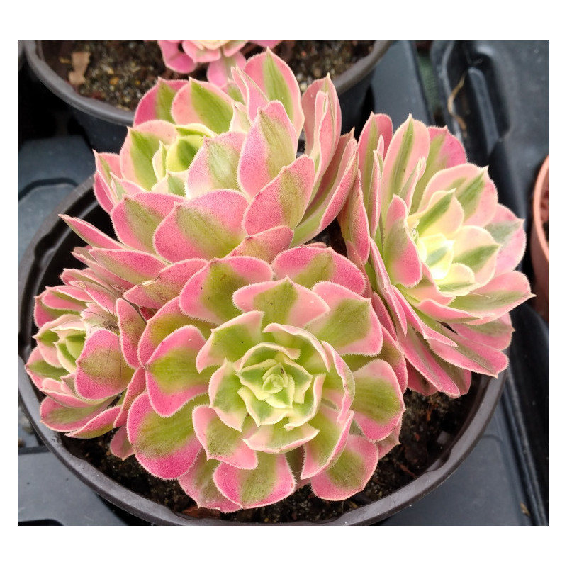 Aeonium Pink witch Aeonium Pink witch