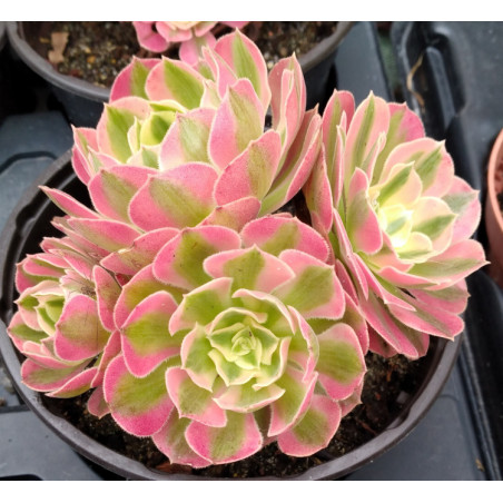 Aeonium Pink witch