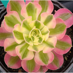 Aeonium Pink witch
