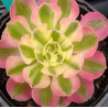 Aeonium Pink witch