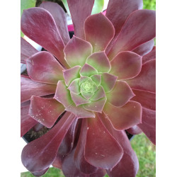 Aeonium Velour