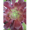 Aeonium Velour