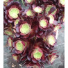 Aeonium Velour