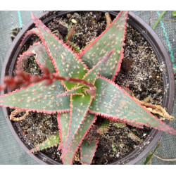Aloe Christmas