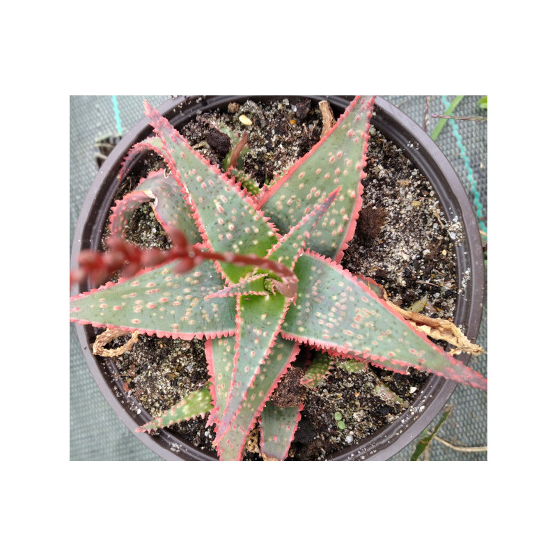 Aloe Christmas Aloe Christmas