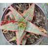 Aloe Christmas