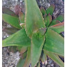 Aloe Black Gem