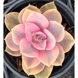 Echeveria Rainbow