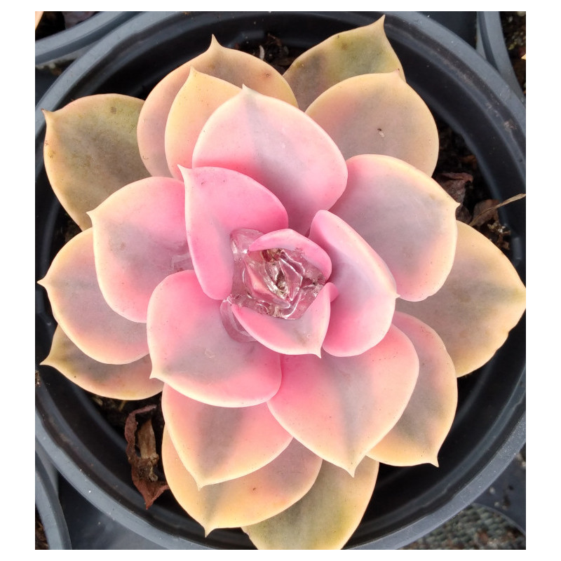 Echeveria Rainbow Echeveria Rainbow