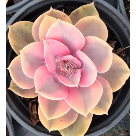 Echeveria Rainbow