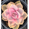 Echeveria Rainbow