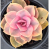 Echeveria Rainbow