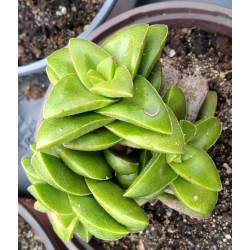 Crassula Bride's Bouquet