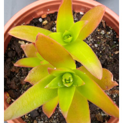 Crassula capitella Campfire